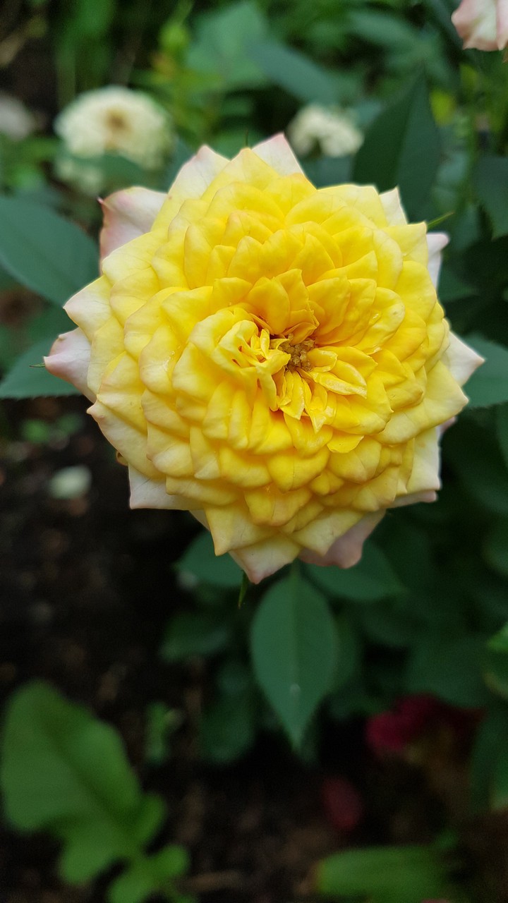 rose