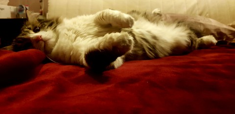 cat