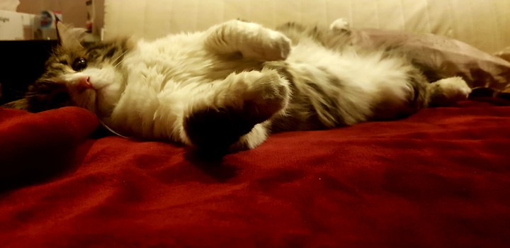 cat