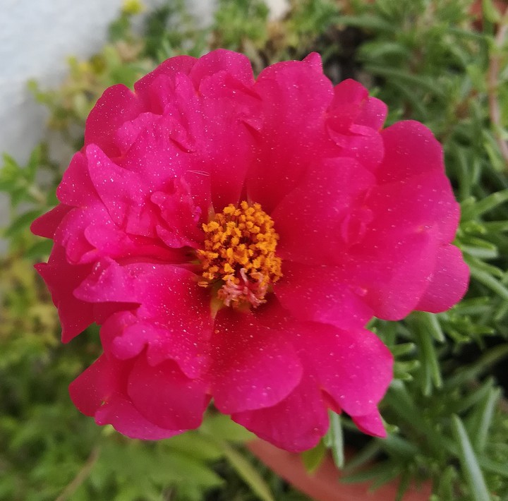stone flower