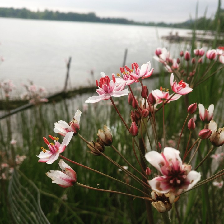 Summer Blooms