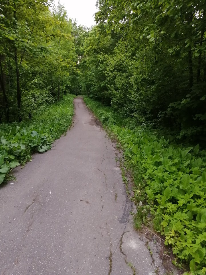 Forest
