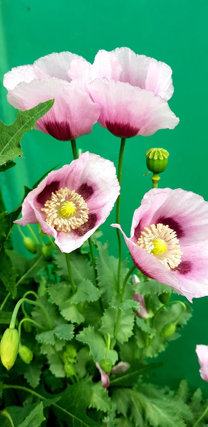 Mohn 2
