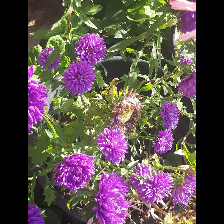 Астры flowers