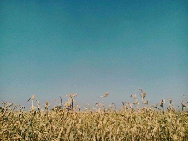 Fields