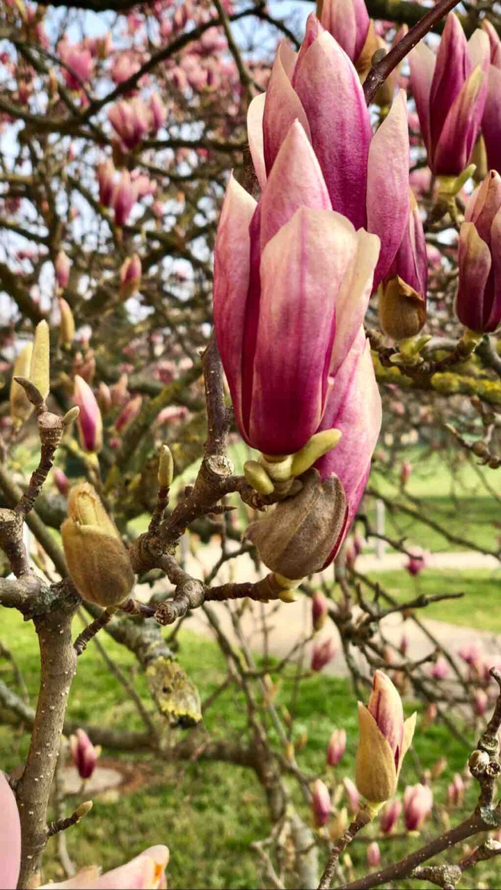 Magnolienbaum magnolia