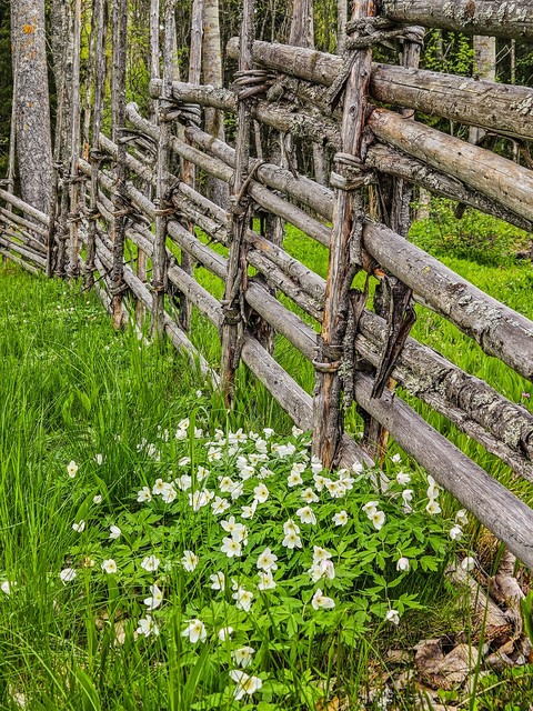 flower, wood Hintergrundbilder