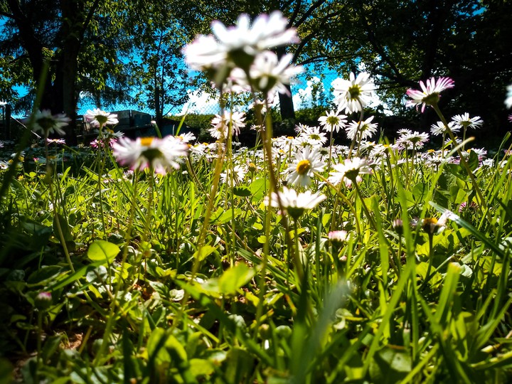 Another flowers
