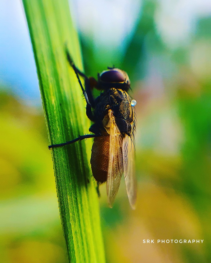 fly