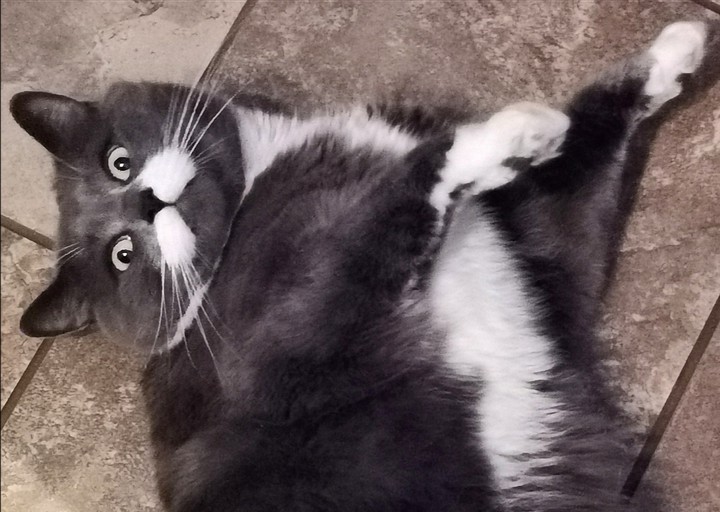 Amour de chat