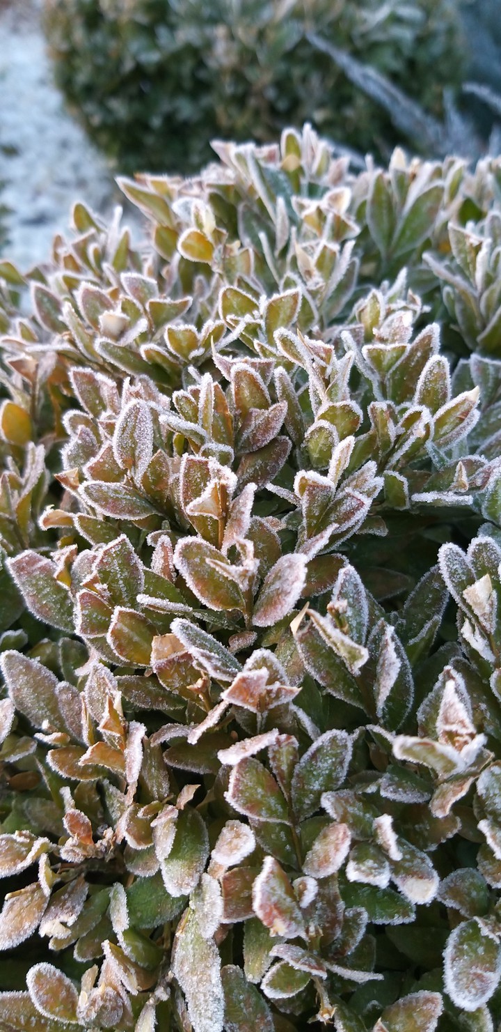 first snow
