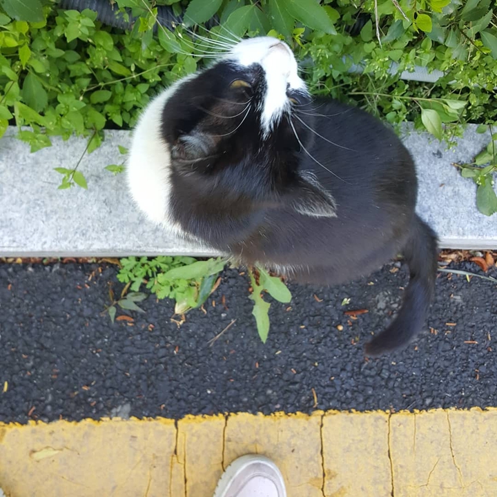 우리 학교 마스코트