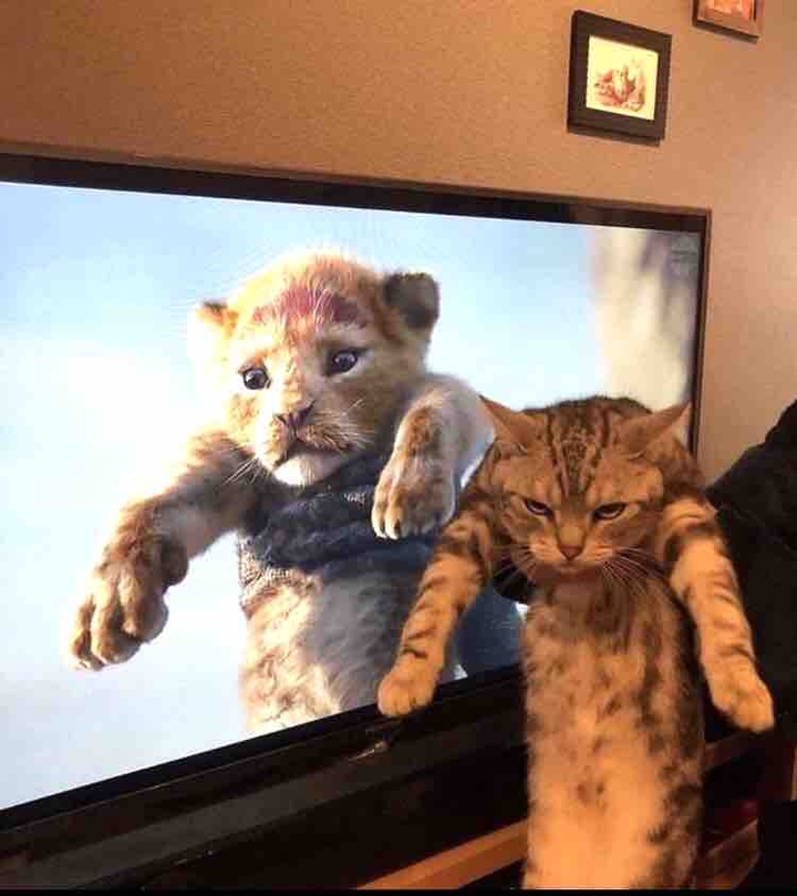 lion king
