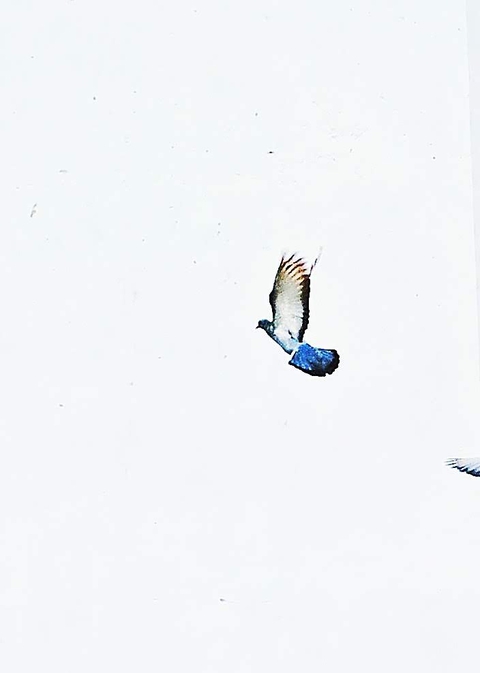 bird