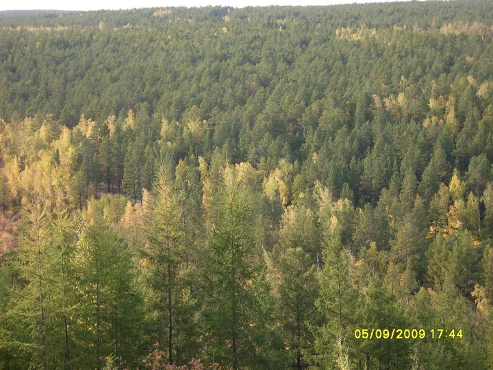 boreal forest