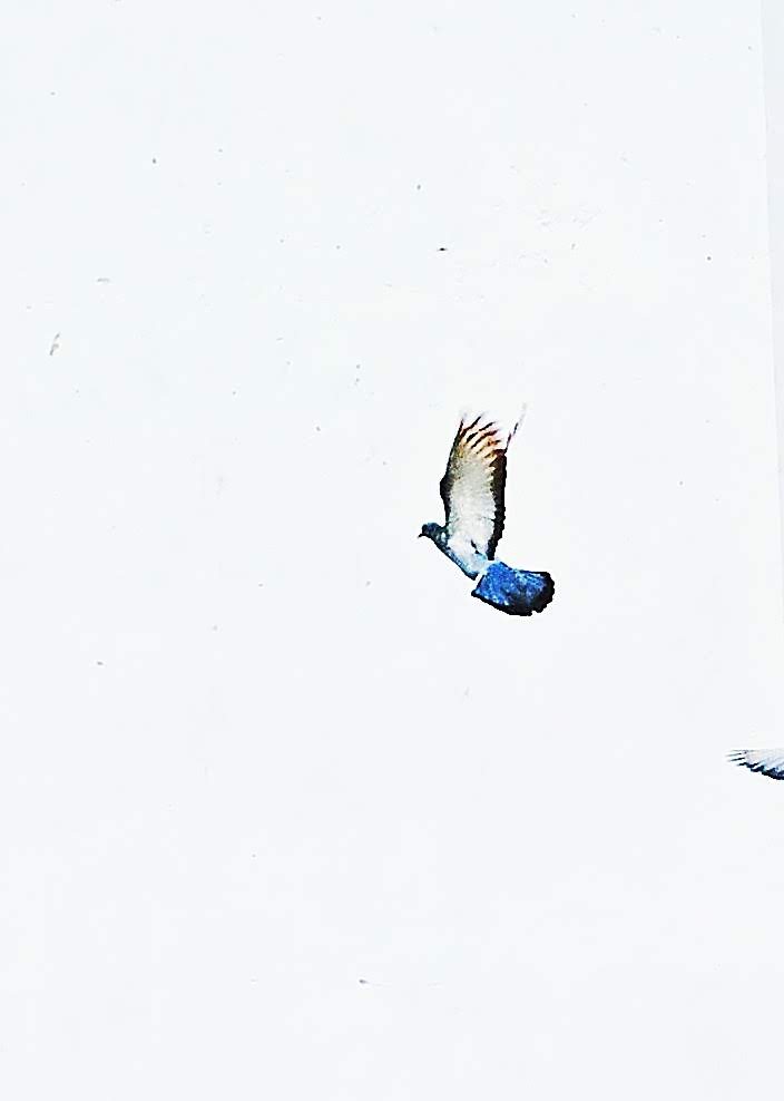bird