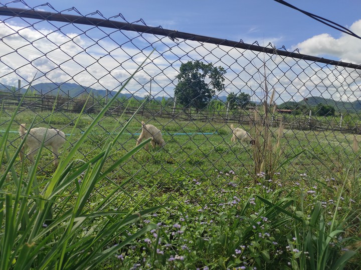 goat and nature