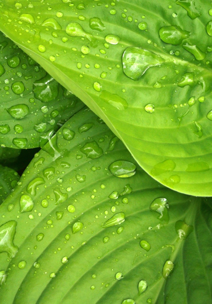 ταπετσαρίες drop, Close-up