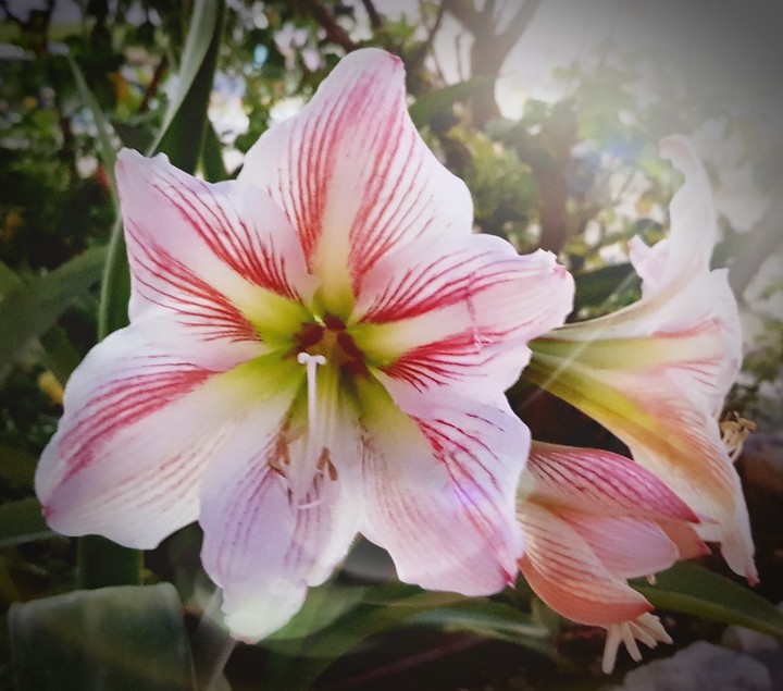 White and Red Flower