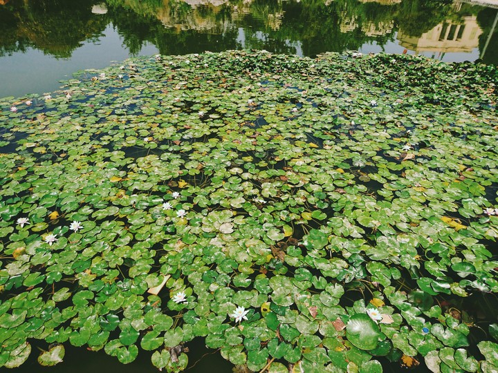 Lotus