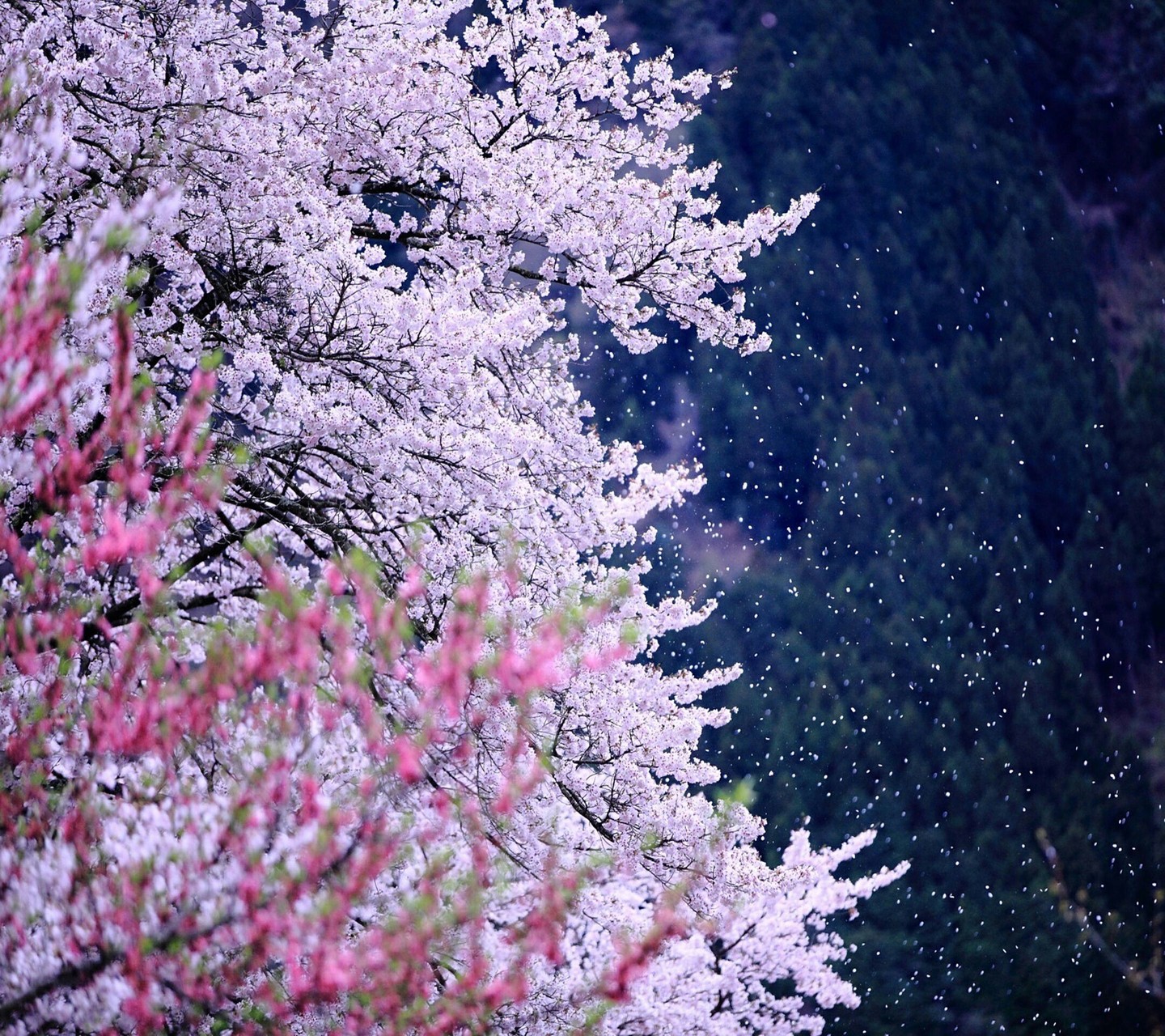 White Nature