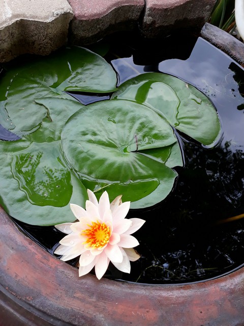 water lily 睡蓮