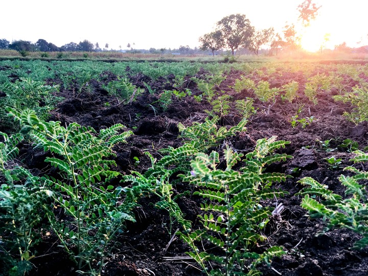 Agriculture