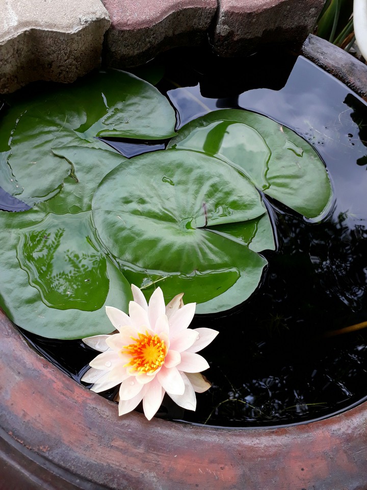 water lily 睡蓮