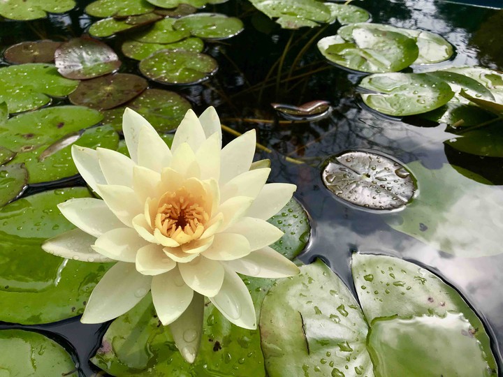 Pale-yellow Lotus