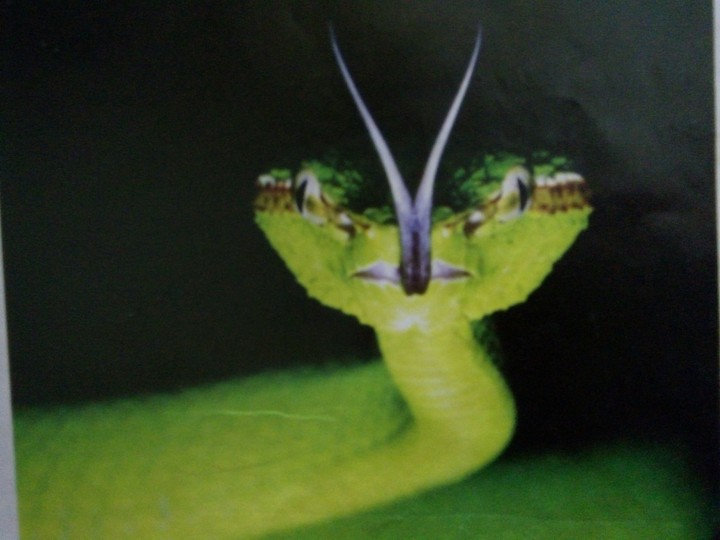 pit viper