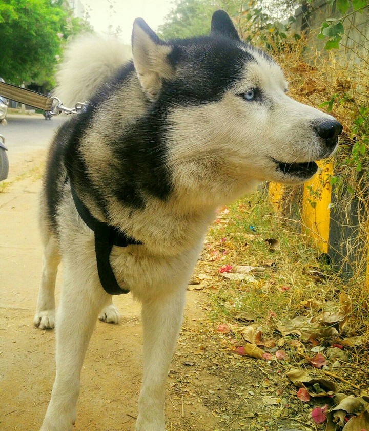 Dog