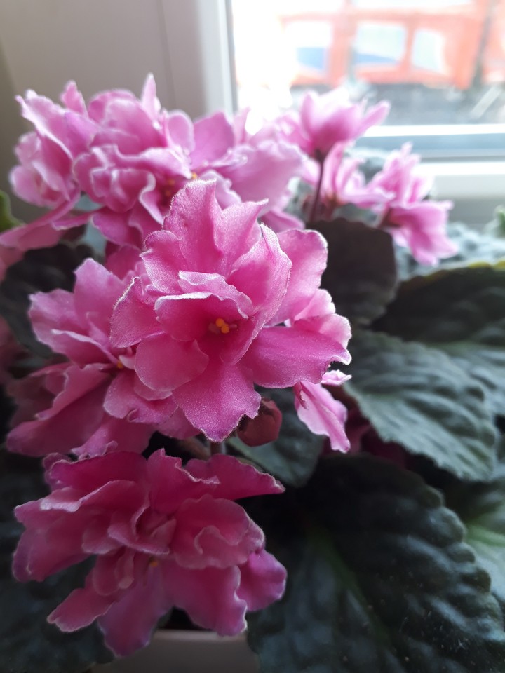 pinkk