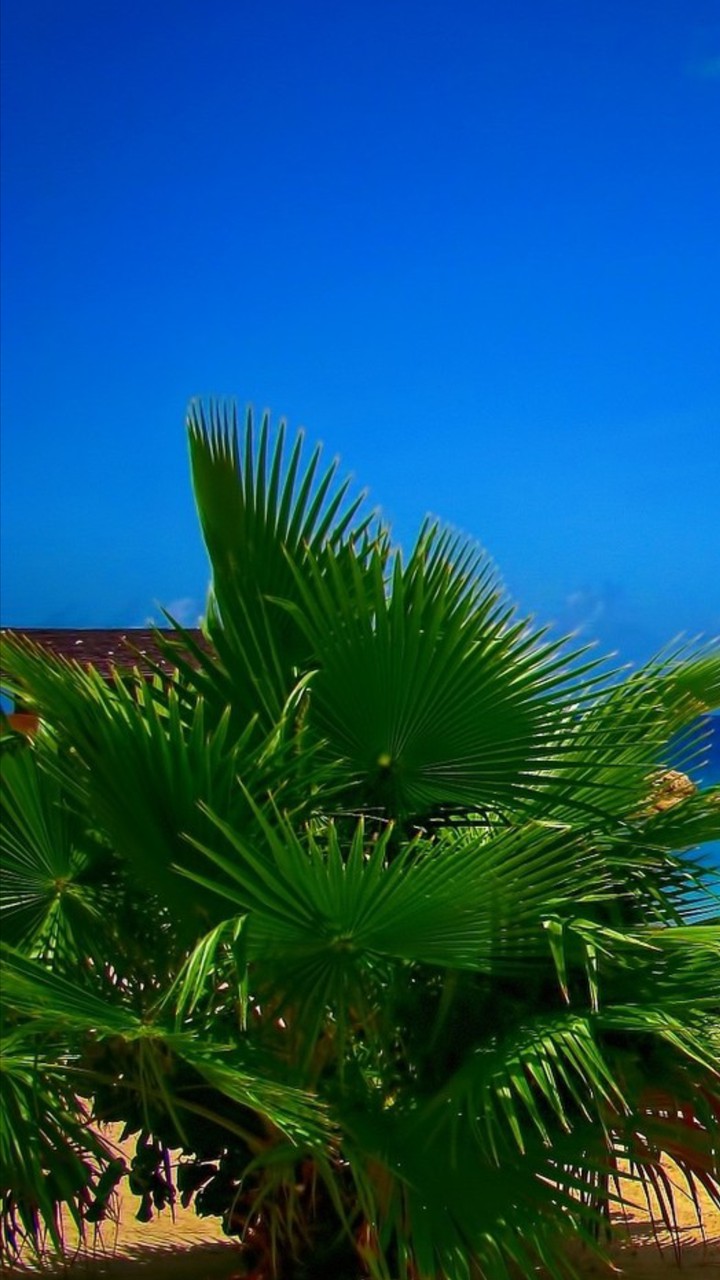 زمینه گوشی