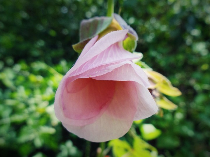 alone flowers