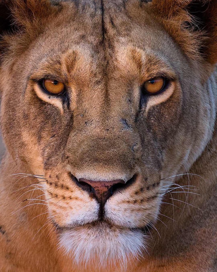 lion power
