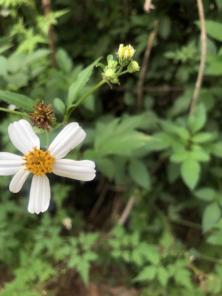 花。