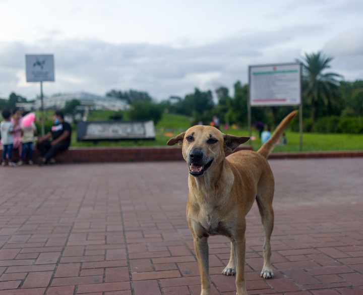 Happyi happy dog,happy happy happy dog..:)))