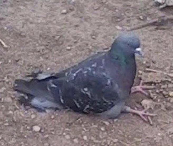 pidgeon