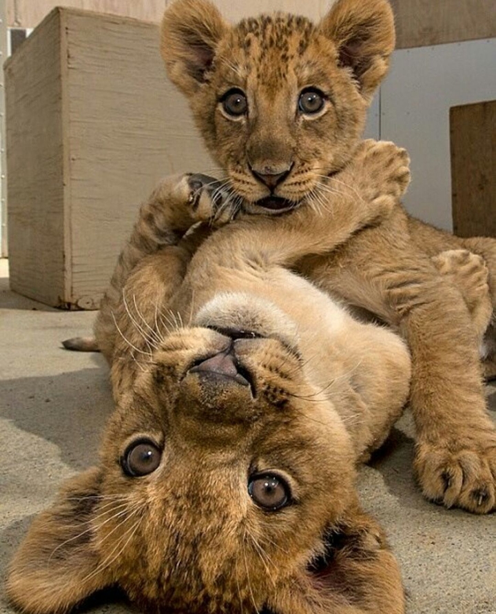 Playing Tigers
