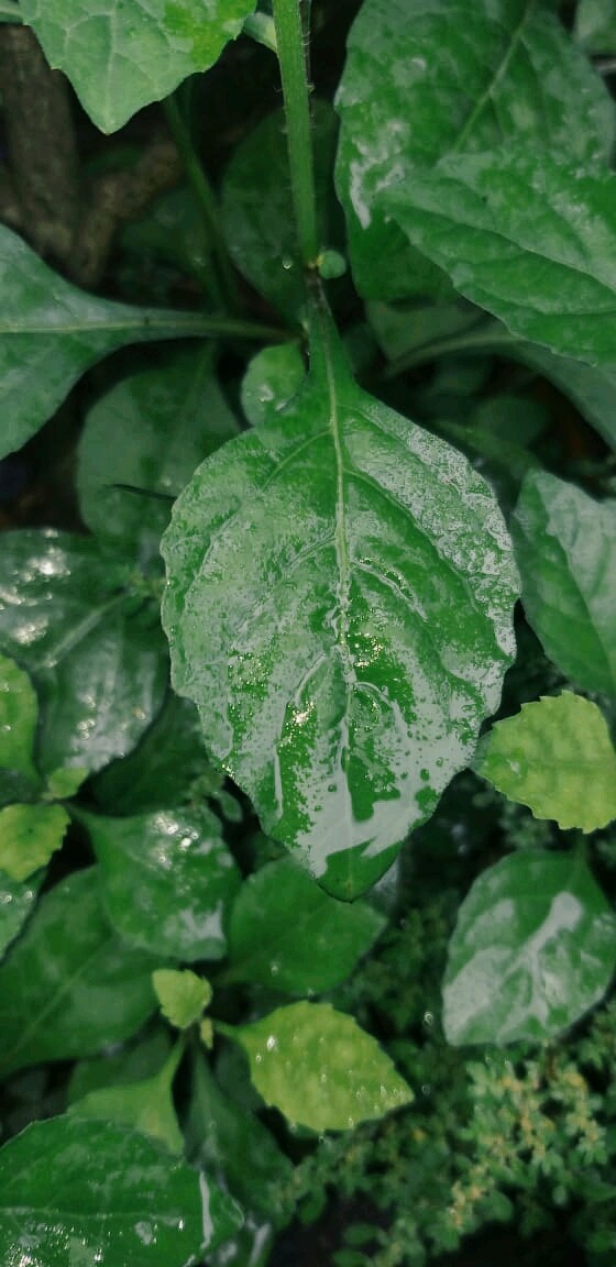 greenting