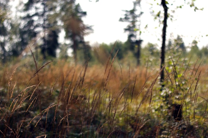 Field