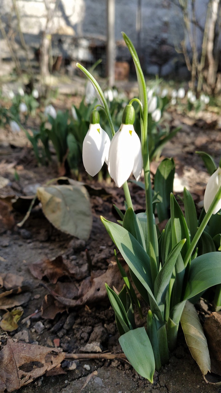 early spring