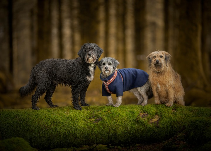 Dogs