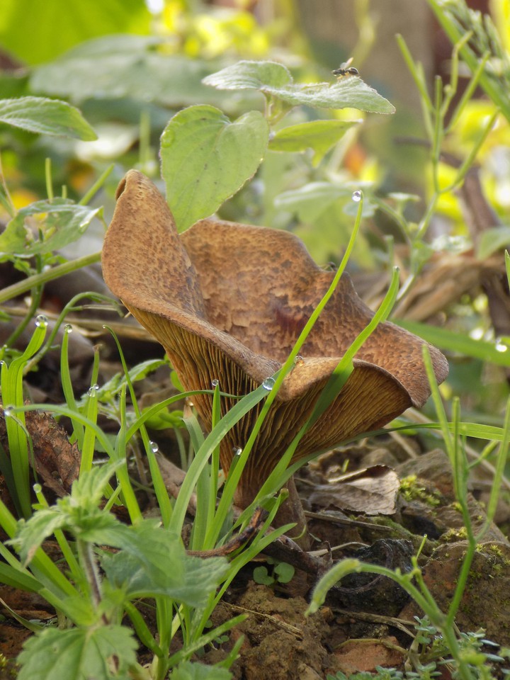 Mushroom
