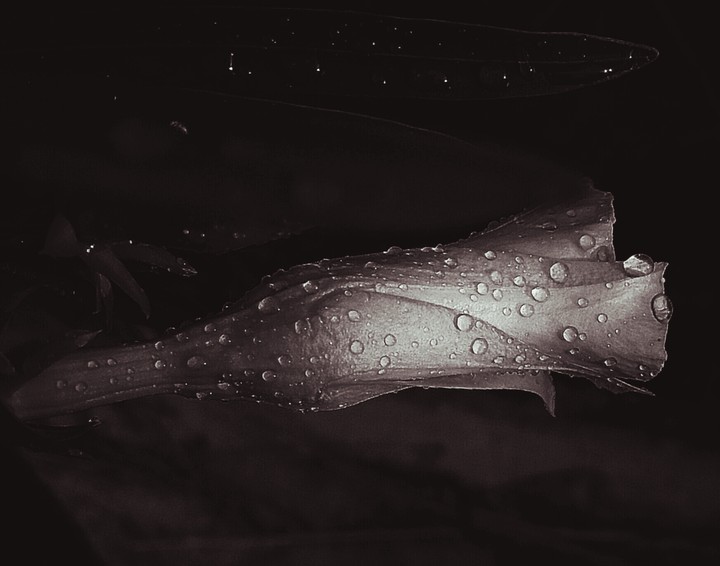 water droplets