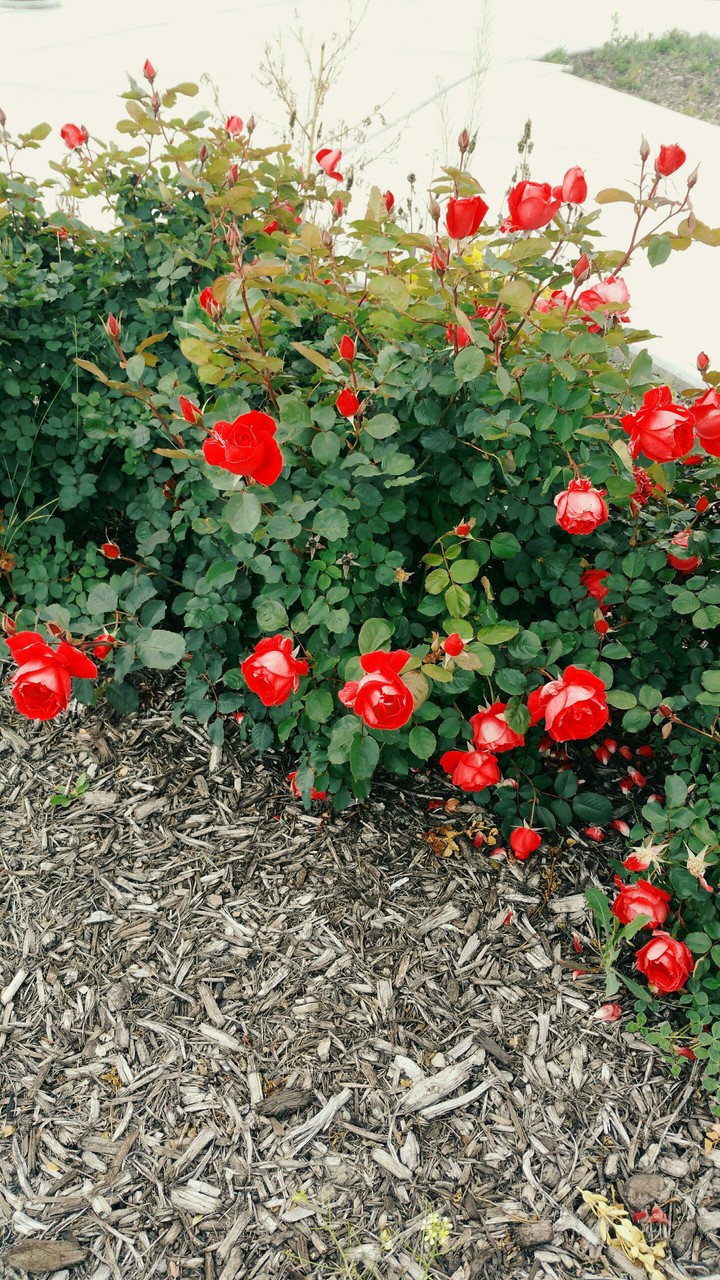 Roses ❤❤❤