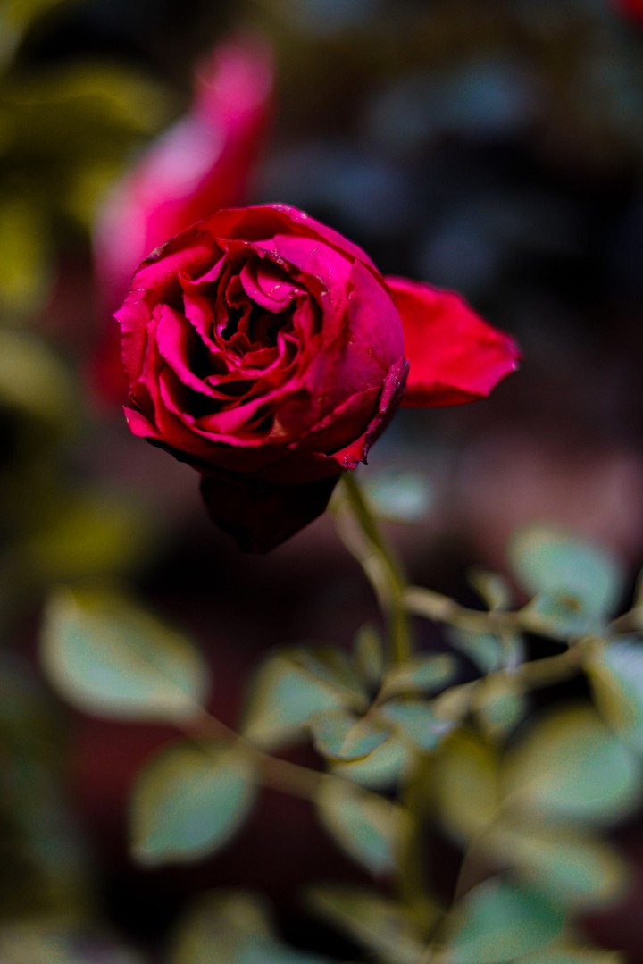 Rose