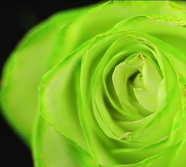 start your day with roses