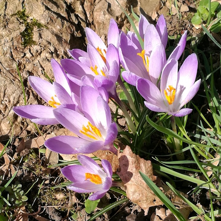 Krokusse