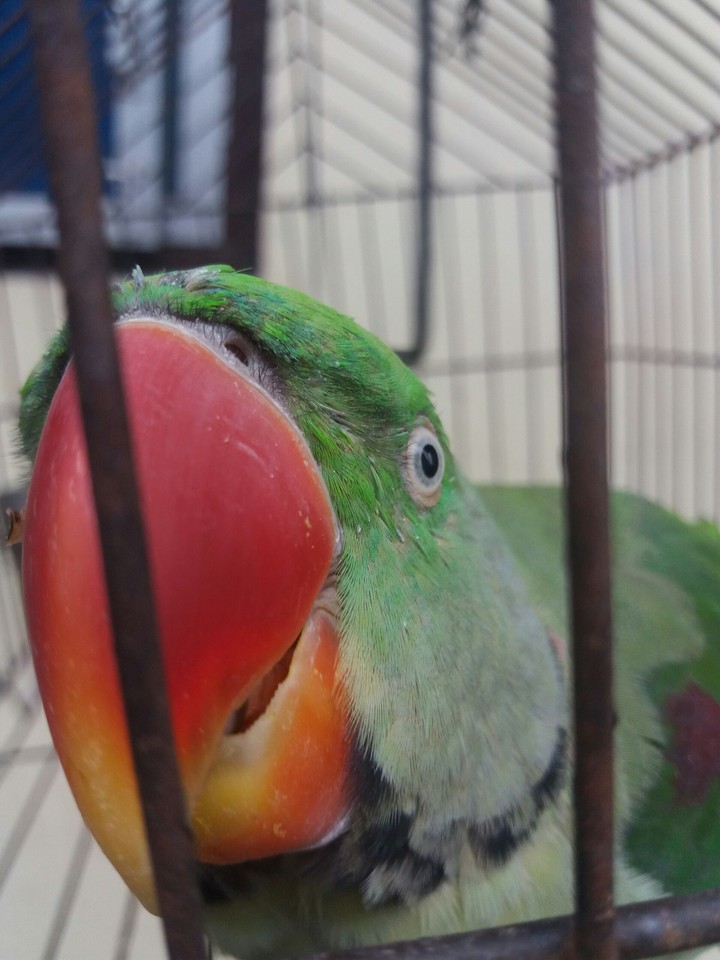parrot